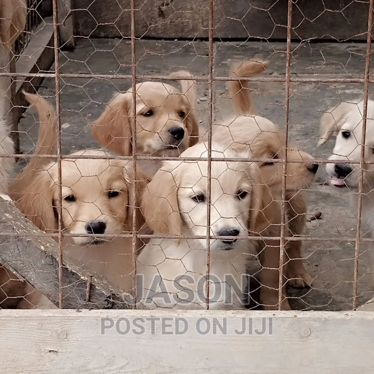1-3 months Male Purebred Labrador Retriever