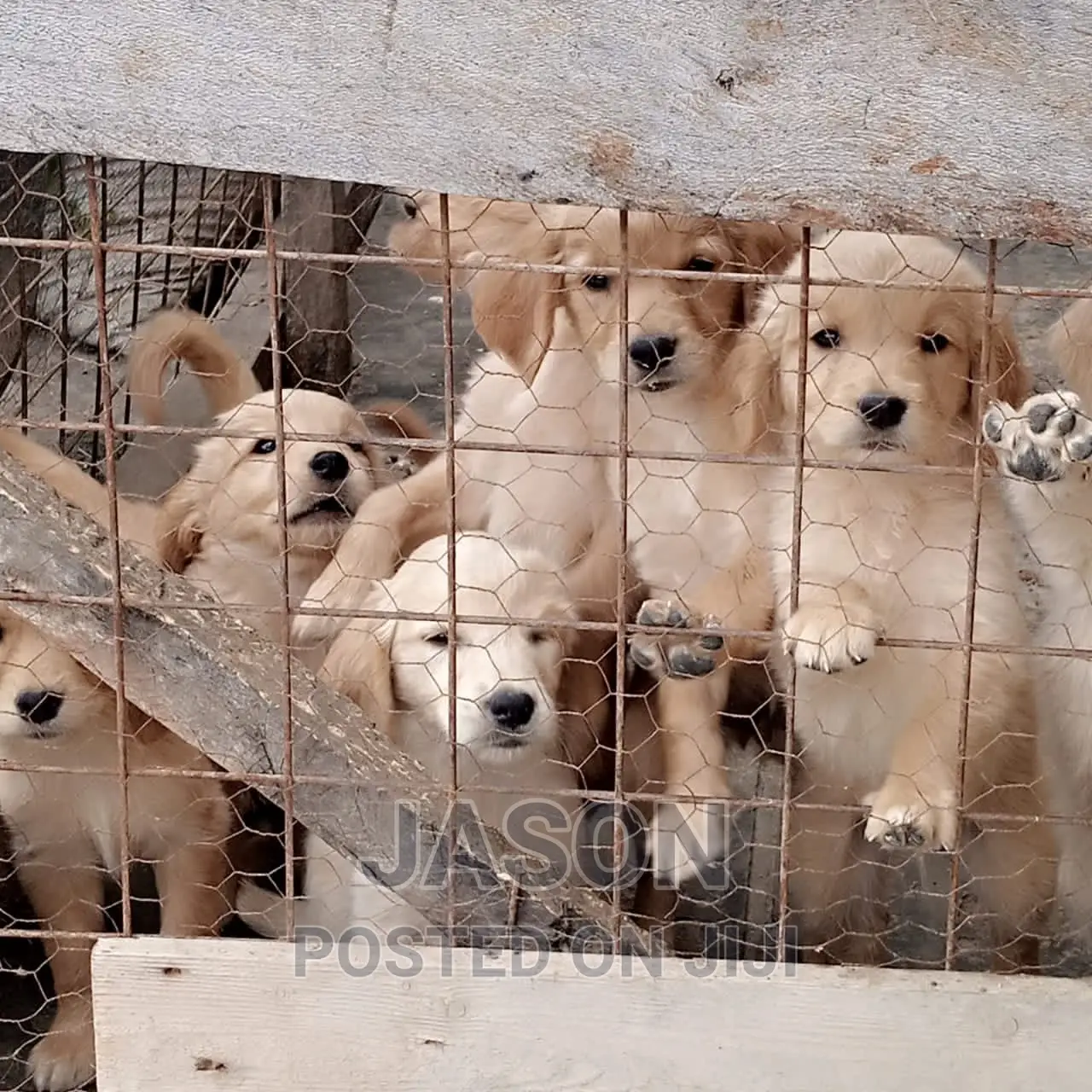 1-3 months Male Purebred Labrador Retriever