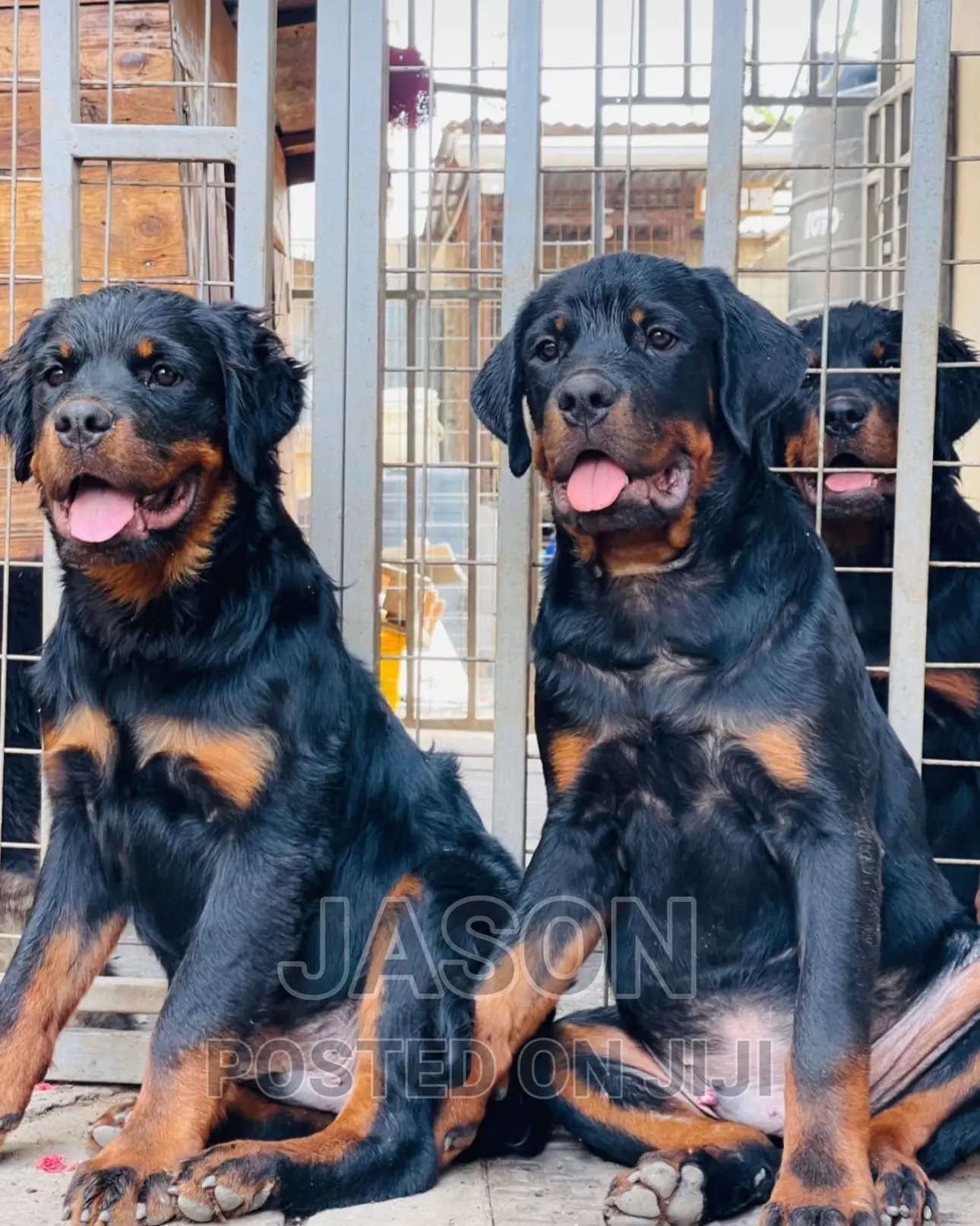 6-12 months Male Purebred Rottweiler