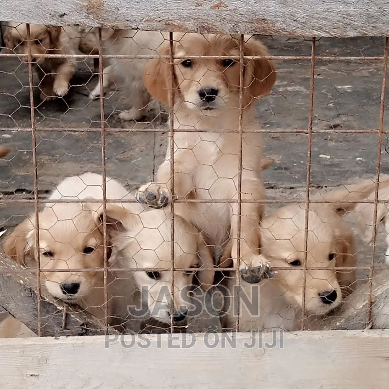 1-3 months Female Purebred Labrador Retriever