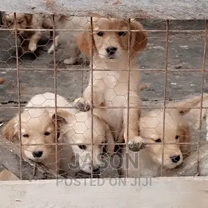 1-3 months Female Purebred Labrador Retriever