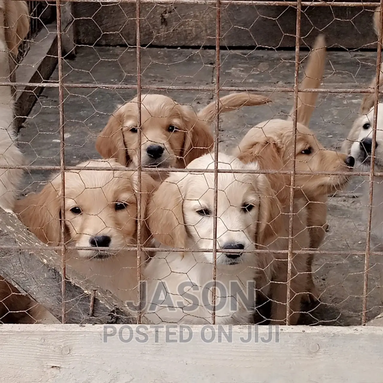 1-3 months Female Purebred Labrador Retriever