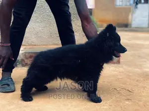 1-3 months Male Purebred German Shepherd
