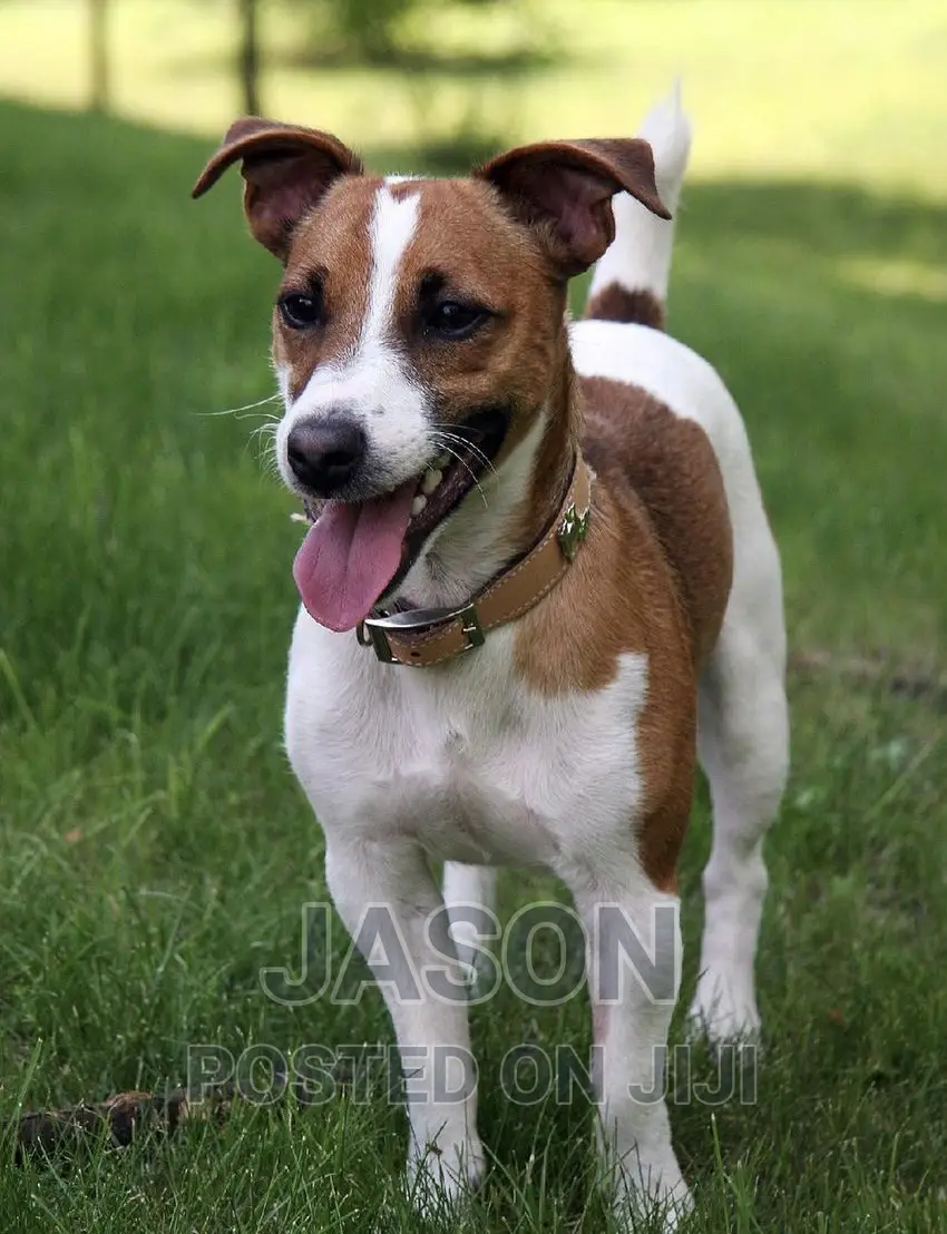 1-3 months Male Purebred Jack Russell Terrier