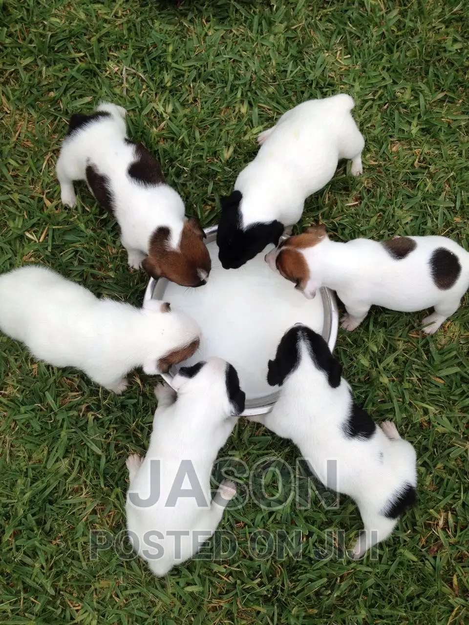 1-3 months Male Purebred Jack Russell Terrier