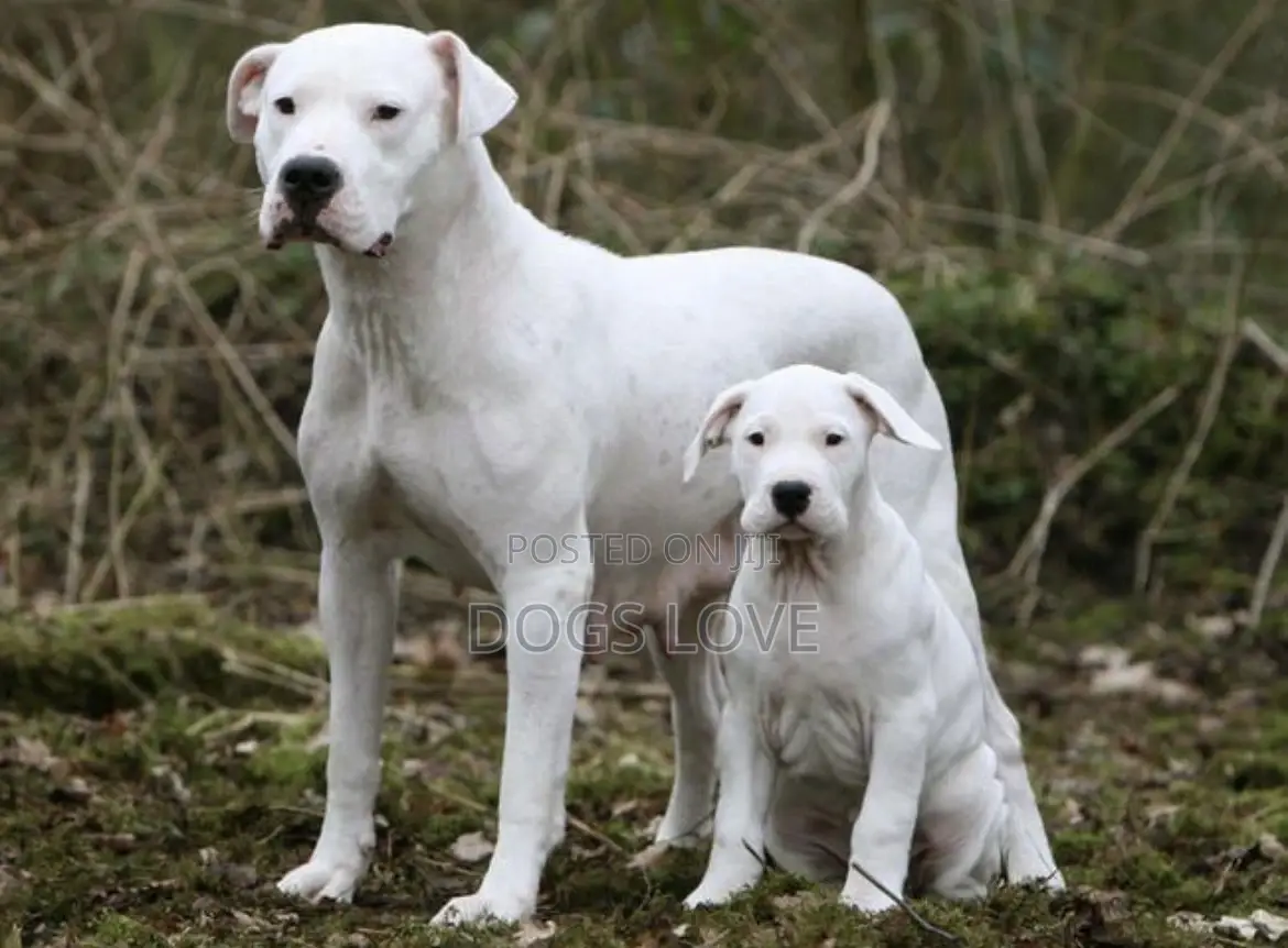 1-3 months Female Purebred Dogo Argentino