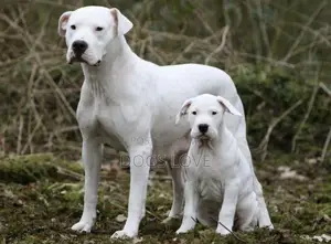 1-3 months Female Purebred Dogo Argentino