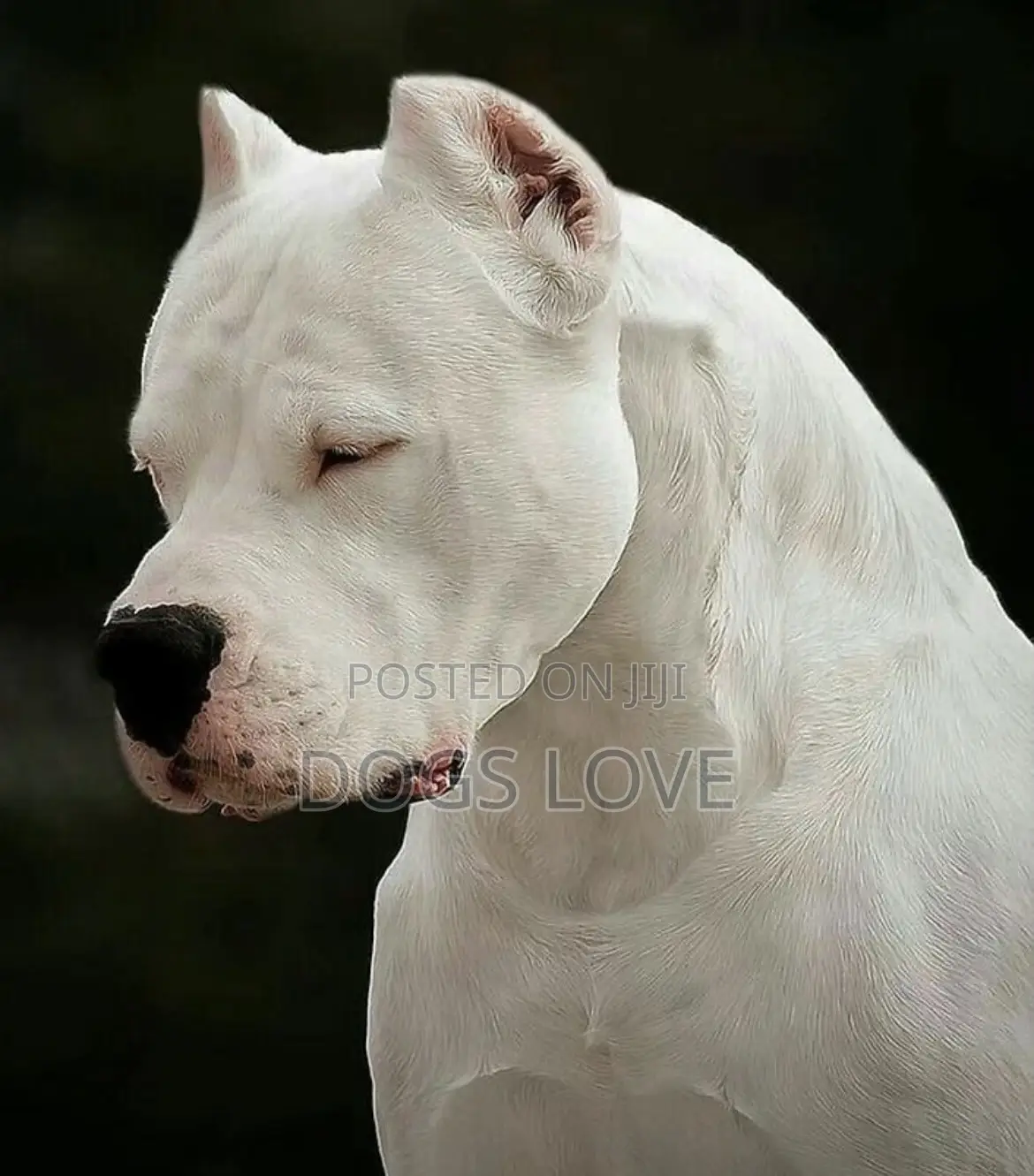 1-3 months Female Purebred Dogo Argentino