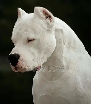 1-3 months Female Purebred Dogo Argentino