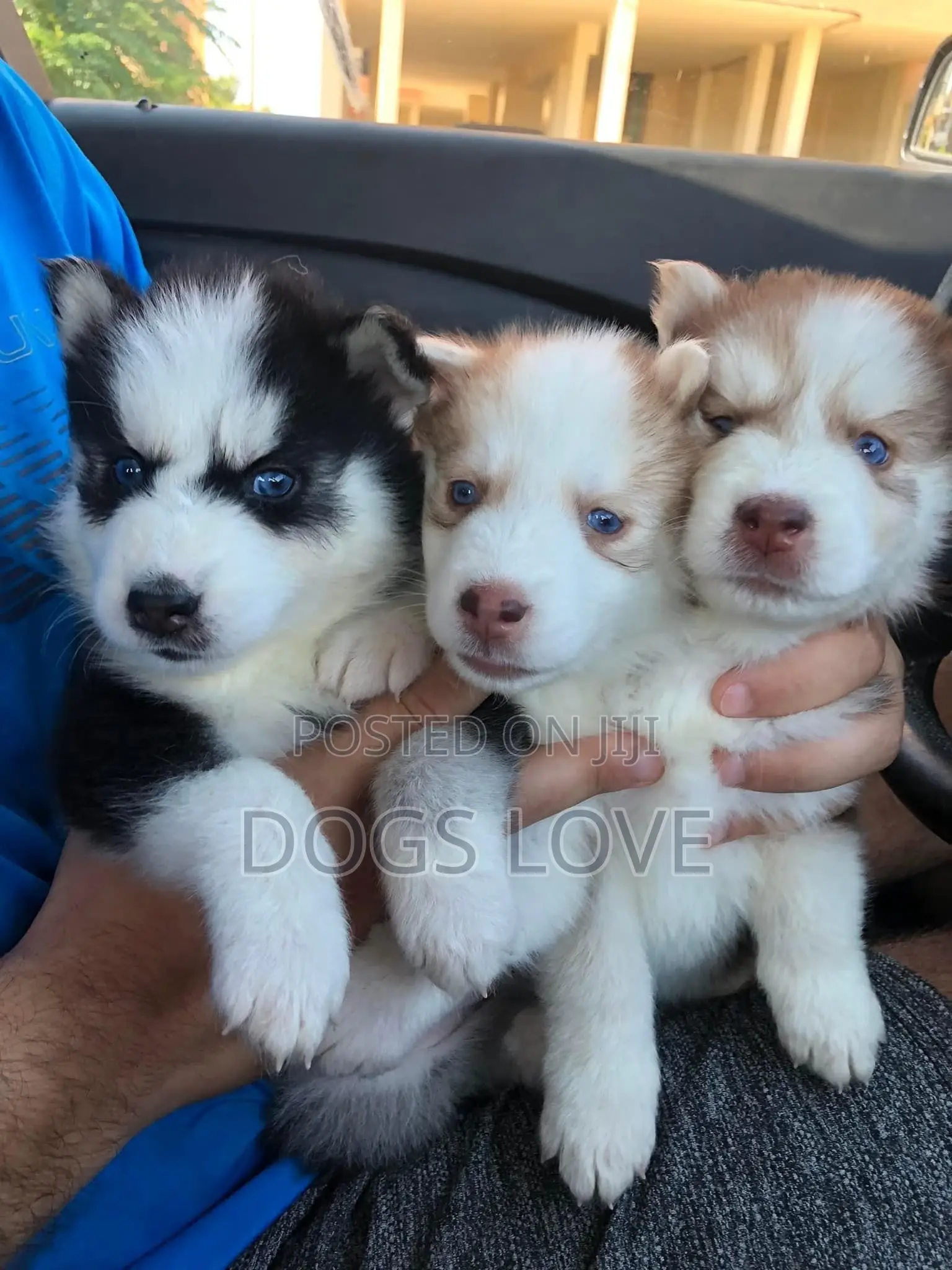 1-3 months Female Purebred Siberian Husky