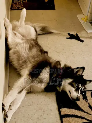 1-3 months Female Purebred Siberian Husky