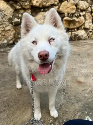1-3 months Female Purebred Siberian Husky