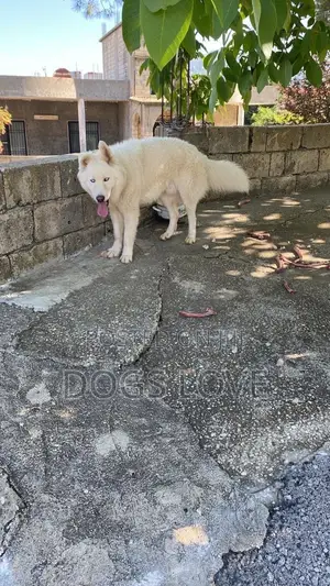 1-3 months Female Purebred Siberian Husky