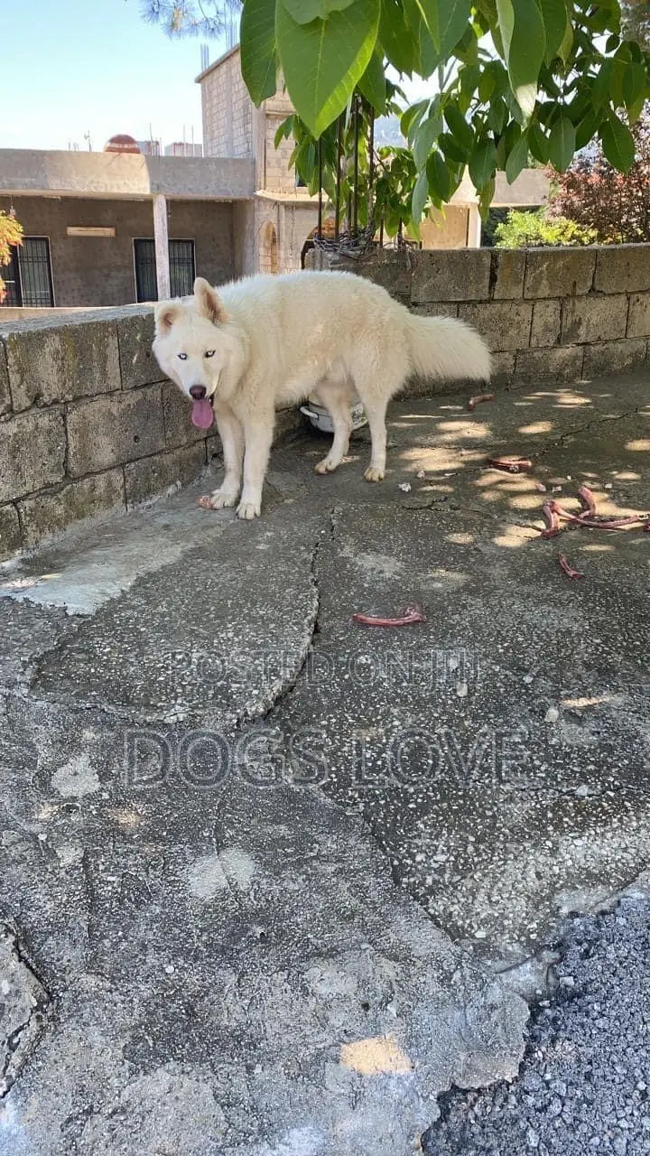 1-3 months Female Purebred Siberian Husky