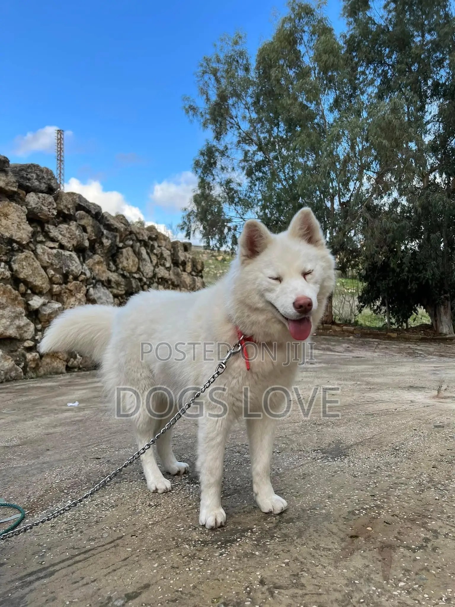 1-3 months Female Purebred Siberian Husky