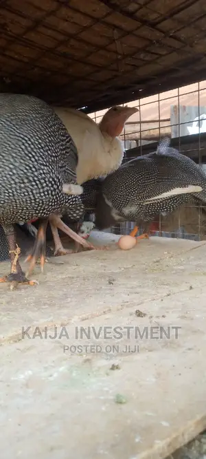 Ready to Lay Guinea Fowls