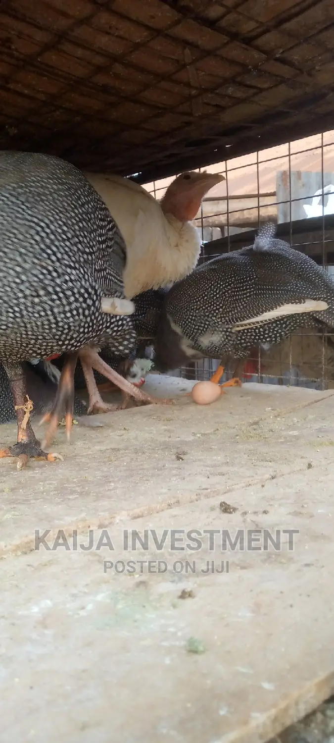 Ready to Lay Guinea Fowls