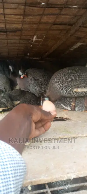 Ready to Lay Guinea Fowls
