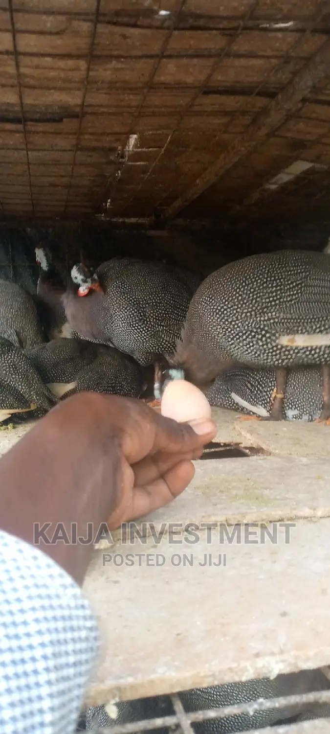 Ready to Lay Guinea Fowls