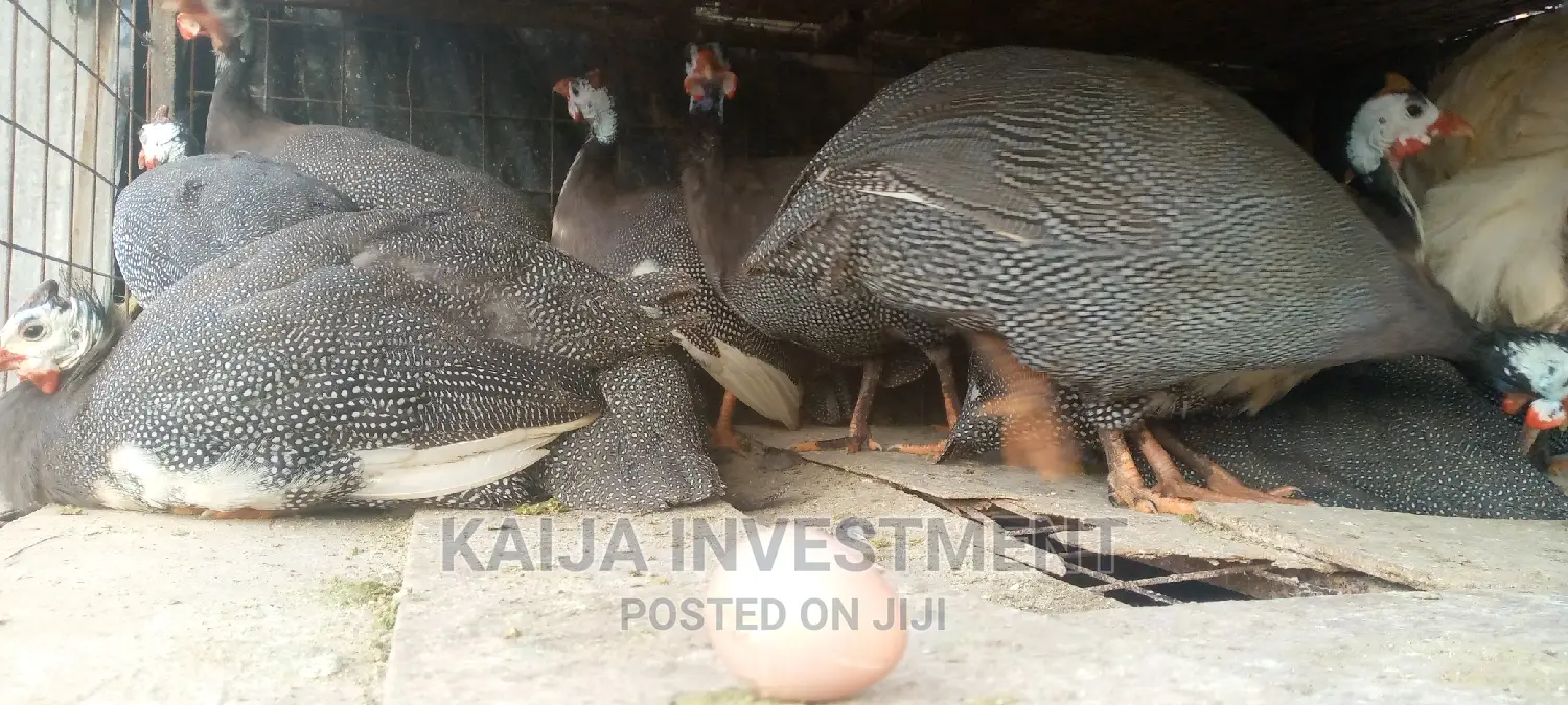 Ready to Lay Guinea Fowls