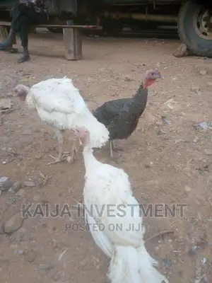 White Holland Bronze Turkeys COMBO