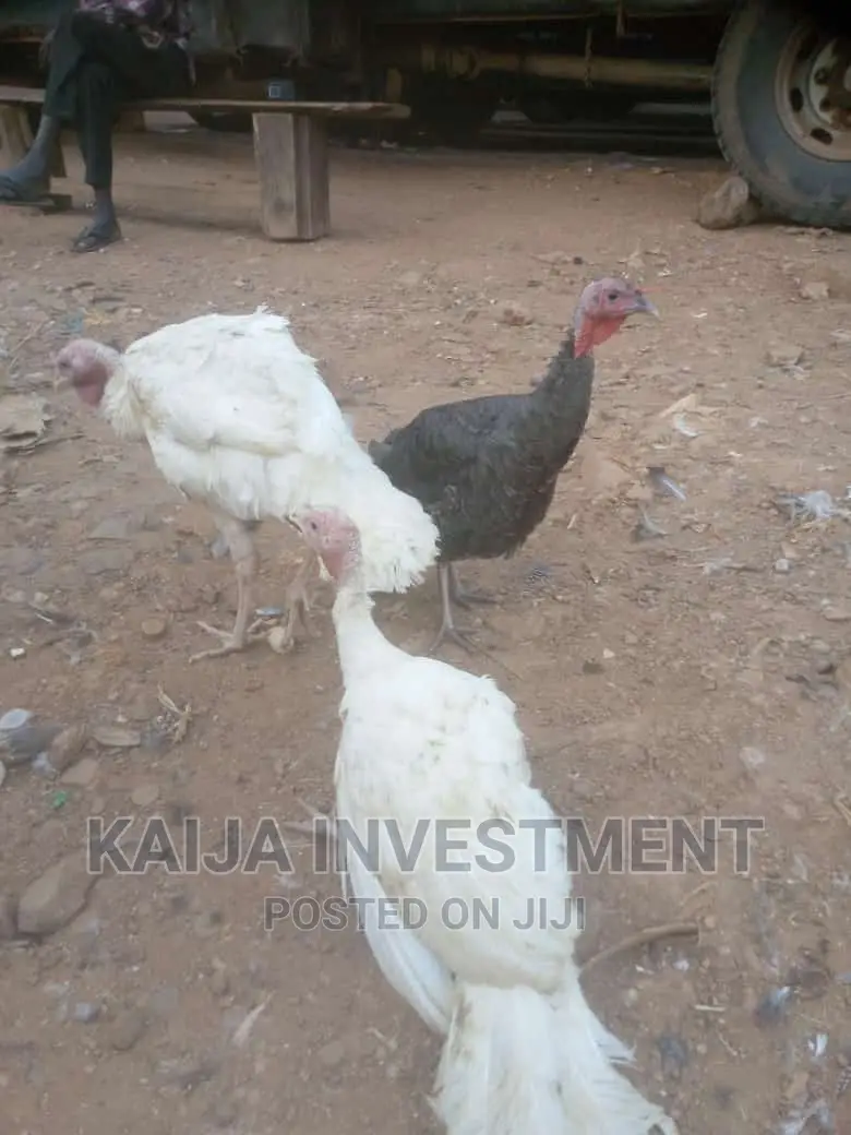 White Holland Bronze Turkeys COMBO
