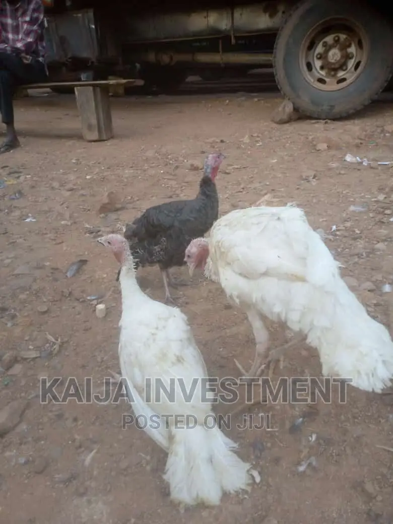 White Holland Bronze Turkeys COMBO