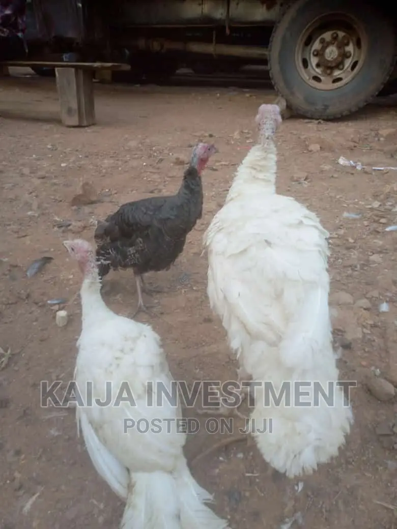 White Holland Bronze Turkeys COMBO