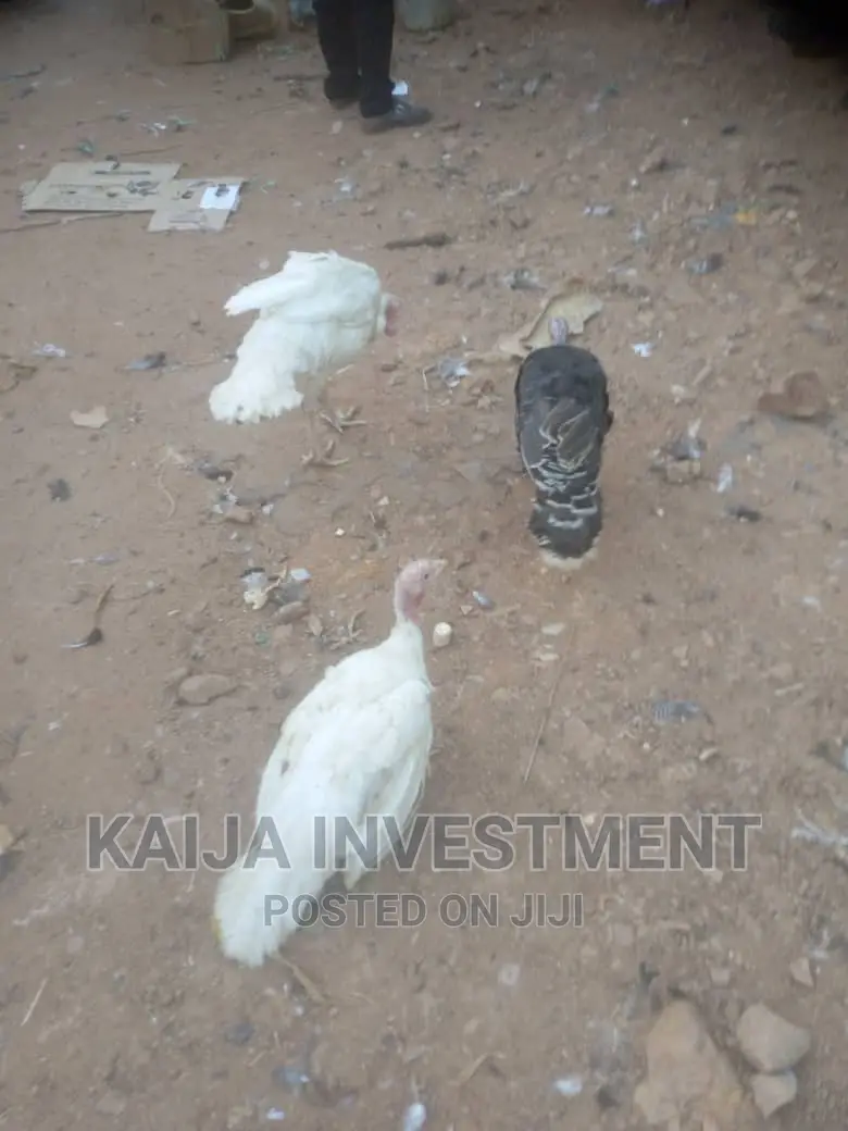 White Holland Bronze Turkeys COMBO