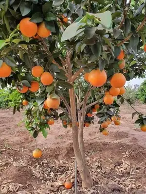 American Grape Fruit Seedlings