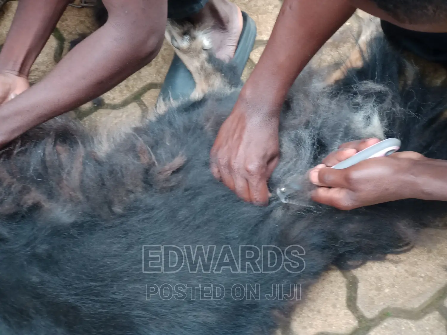 Dog Grooming Comb