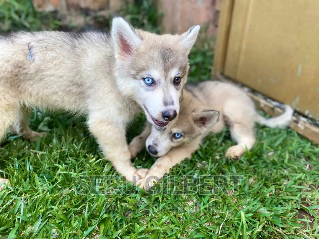 1-3 months Male Purebred Japanese Spitz