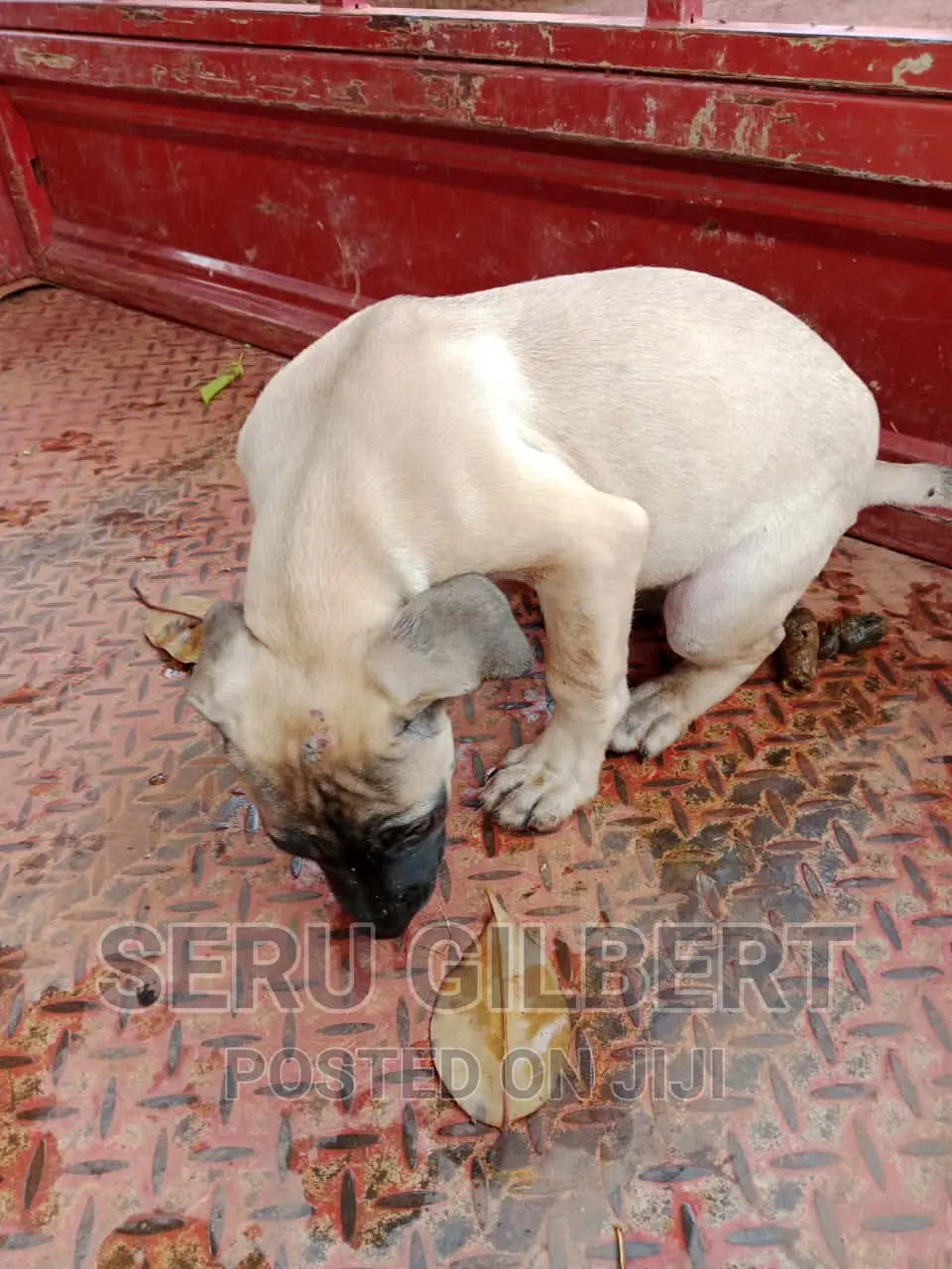 3-6 months Male Purebred Boerboel