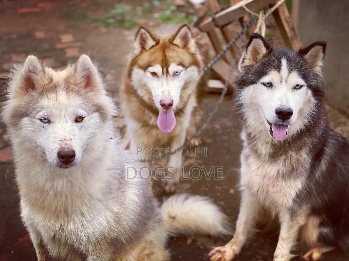 1+ year Female Purebred Siberian Husky