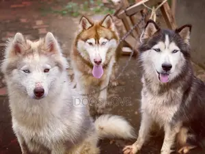 1+ year Female Purebred Siberian Husky