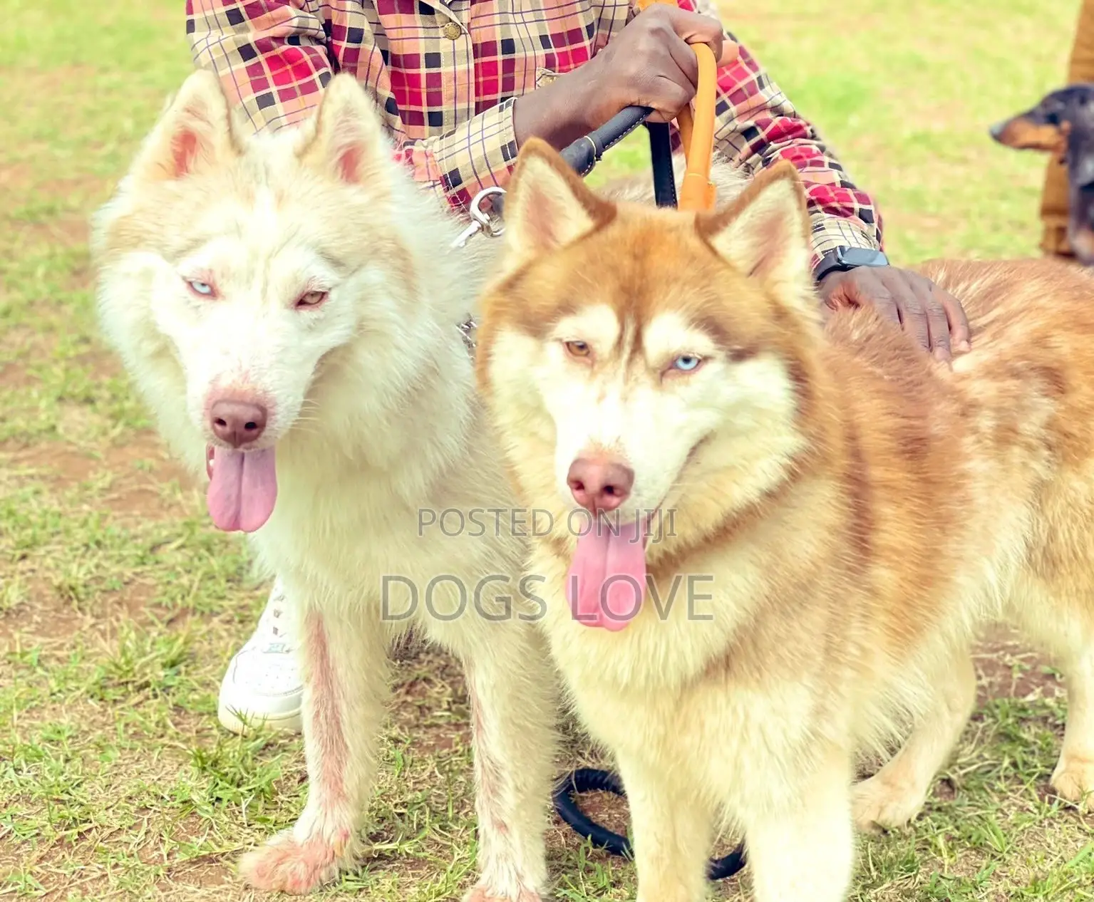 1+ year Female Purebred Siberian Husky