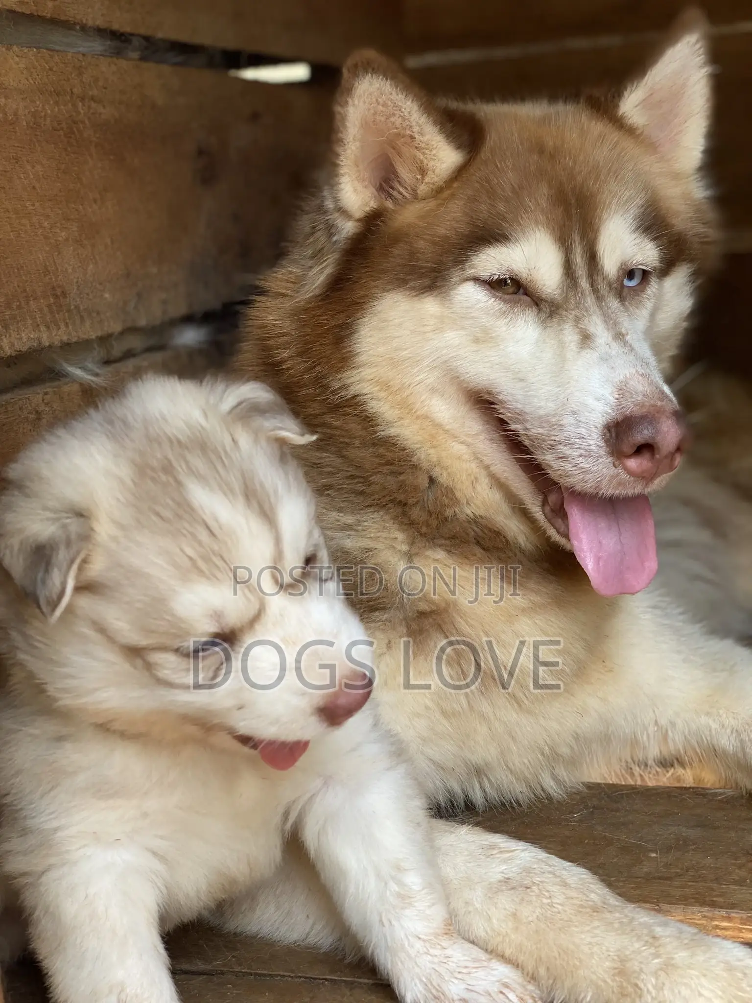1+ year Female Purebred Siberian Husky