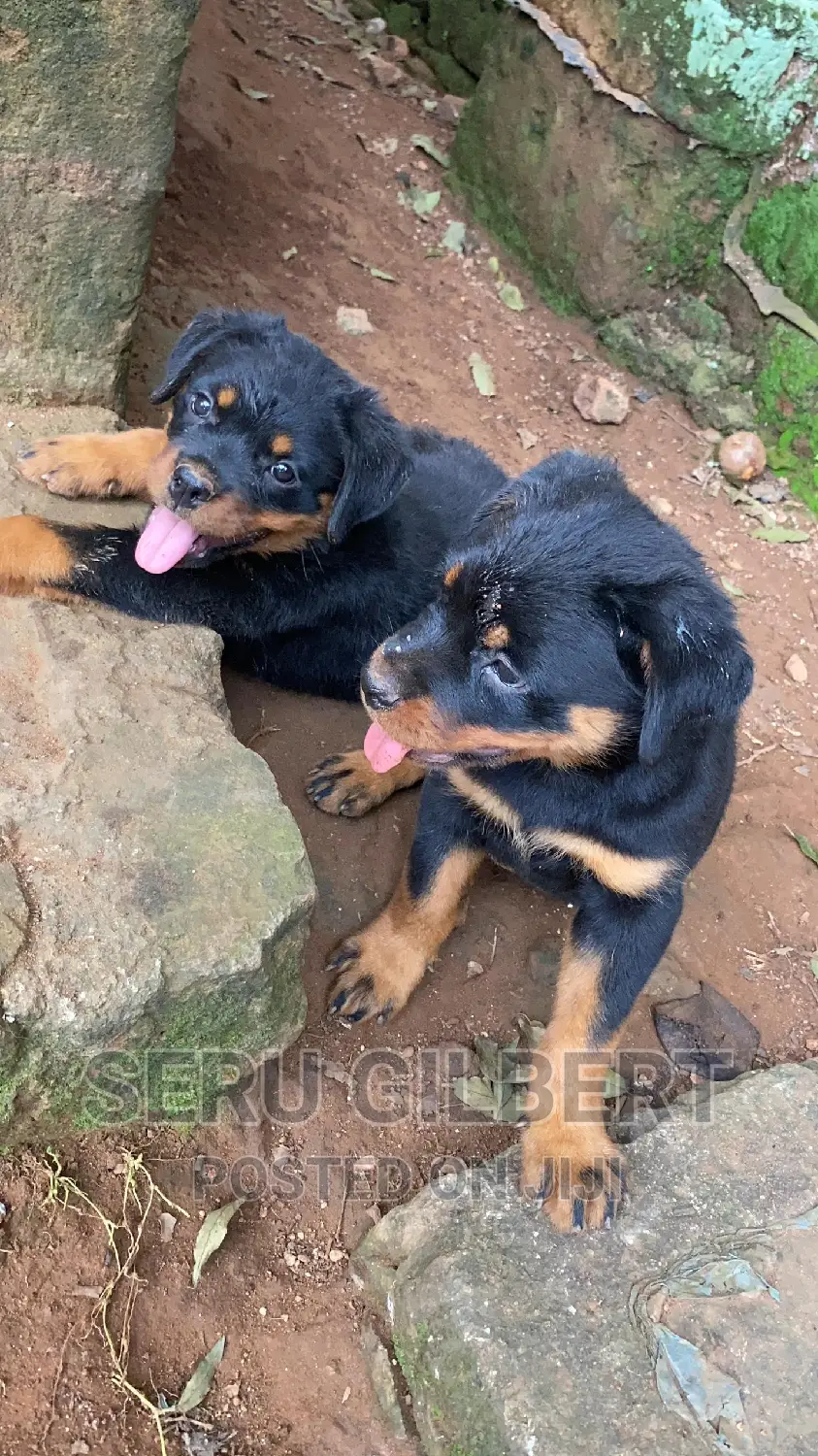 1-3 months Male Purebred Rottweiler