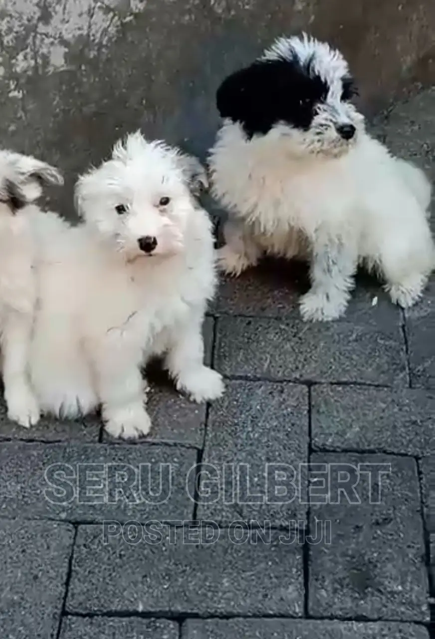 1-3 months Male Purebred Maltese