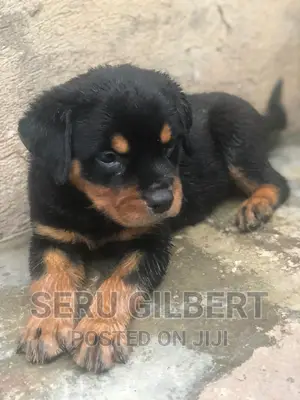 1-3 months Male Purebred Rottweiler