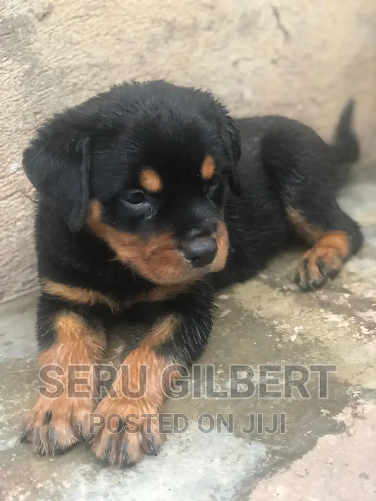1-3 months Male Purebred Rottweiler