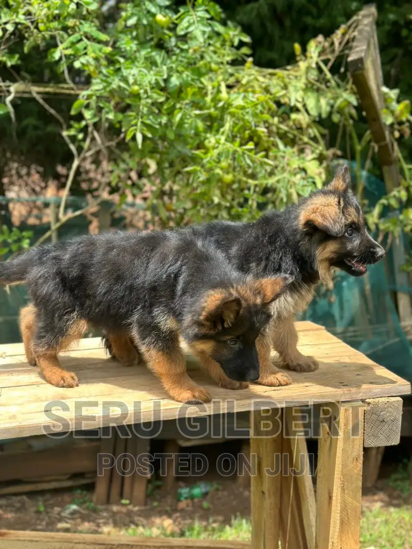 1-3 months Male Purebred German Shepherd
