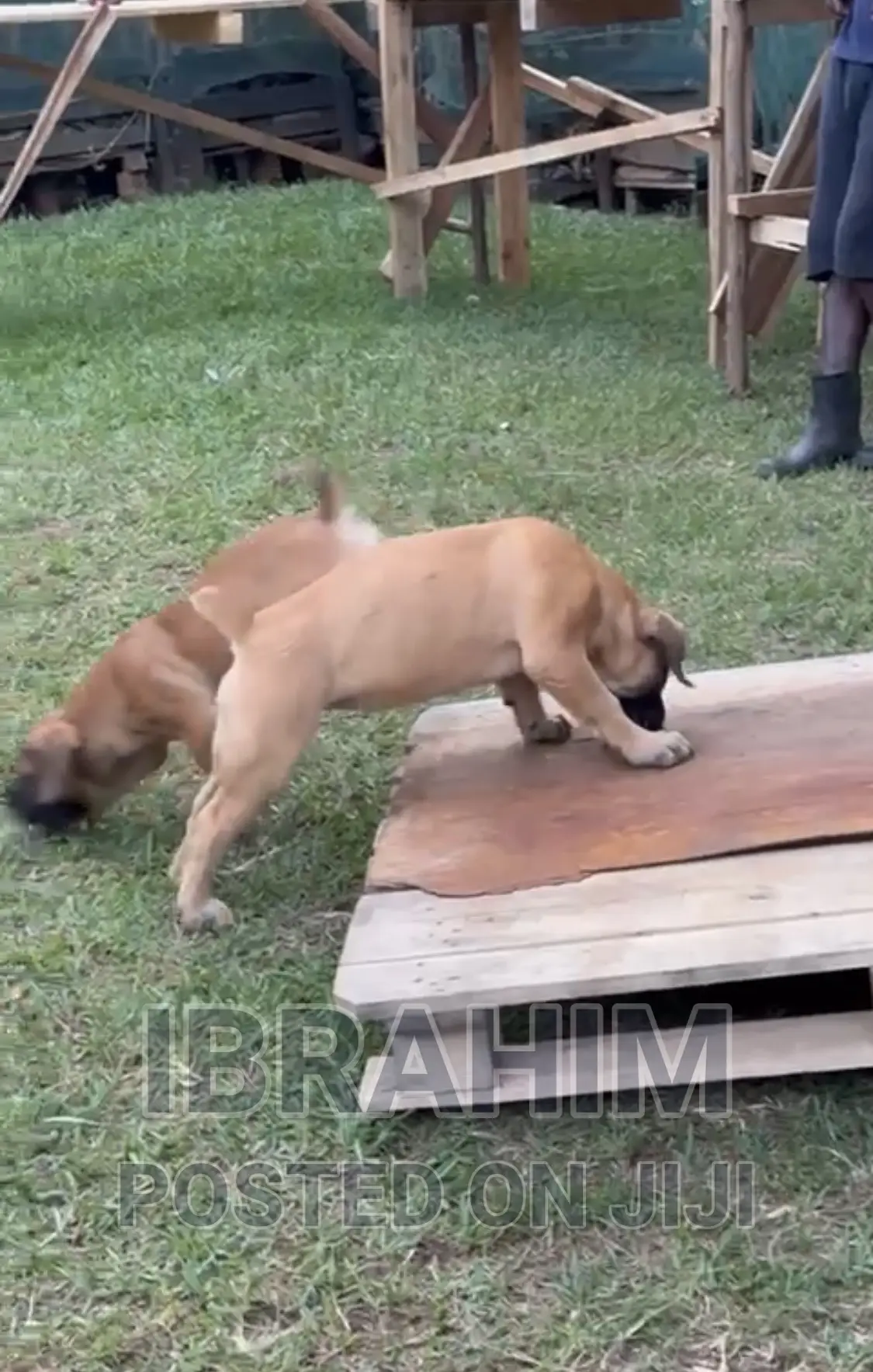 3-6 months Male Purebred Boerboel