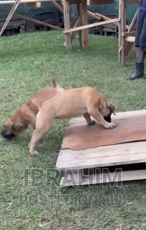 3-6 months Male Purebred Boerboel