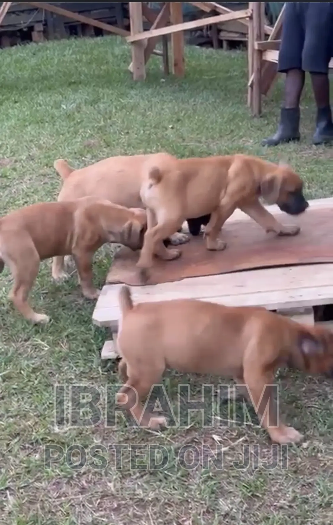 3-6 months Male Purebred Boerboel