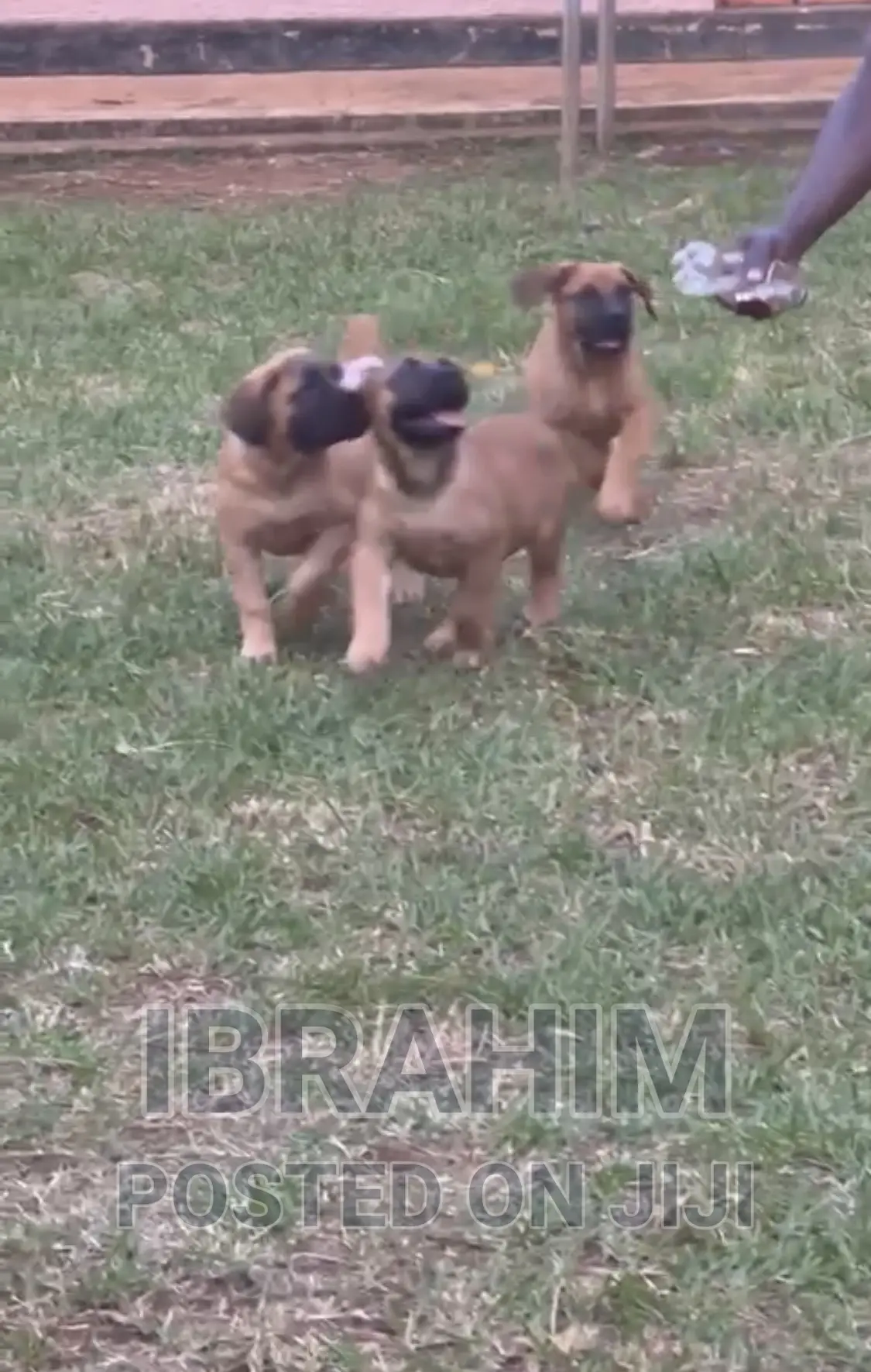 3-6 months Male Purebred Boerboel
