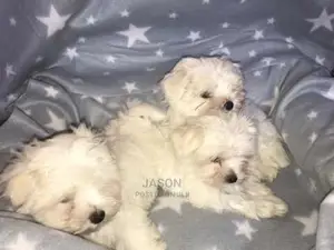 Young Male Purebred Maltese