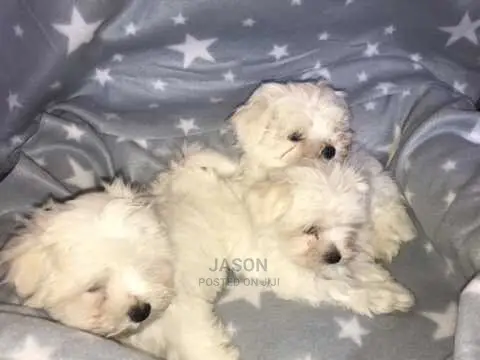 Young Male Purebred Maltese
