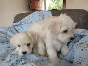 Young Male Purebred Maltese