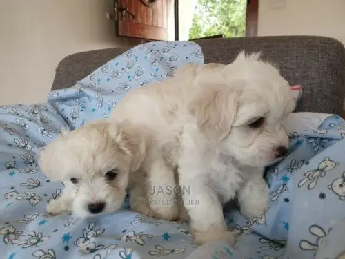 Young Male Purebred Maltese